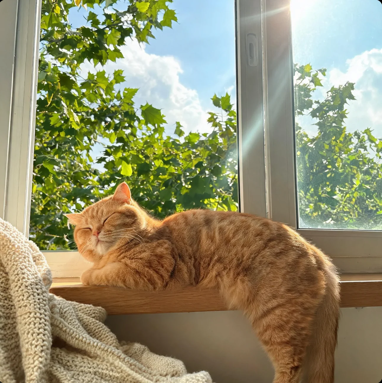 橘猫闭眼趴在洒满阳光的木窗台上，前景搭着针织毯，窗外可见绿树与蓝天。